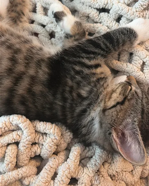 Kuuju et Mcmeowmeow, service client chez NX Canada